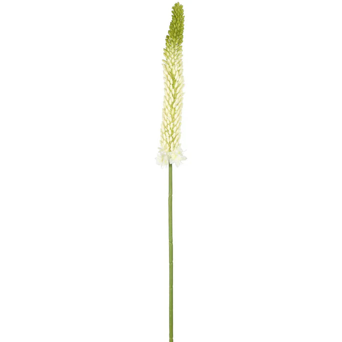 Fox Tail Stem Cream Green 84cm Pack of 12