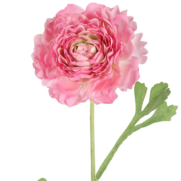 Ranunculus Stem Pink 56cm Pack of 12