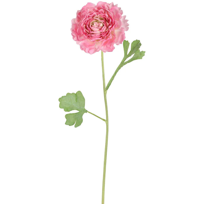 Ranunculus Stem Pink 56cm Pack of 12
