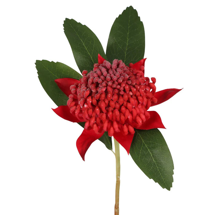 Waratah Stem Red 50cm Pack of 12