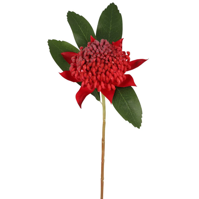 Waratah Stem Red 50cm Pack of 12
