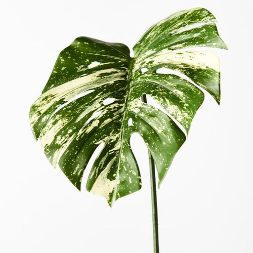 Monstera Leaf Variegated 80cm Pack of 12