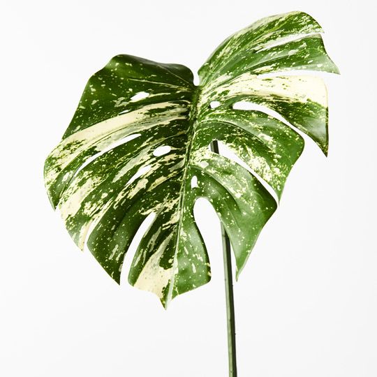 Monstera Leaf Variegated 80cm Pack of 12