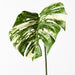 Monstera Leaf Variegated 80cm Pack of 12