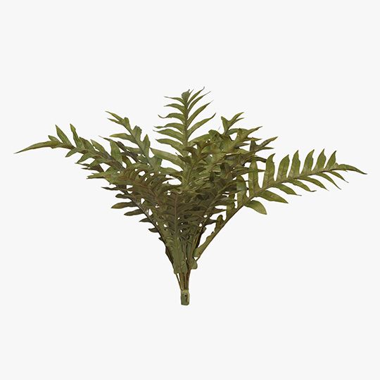 Fern Hares Foot Bush Green 62cm Pack of 12