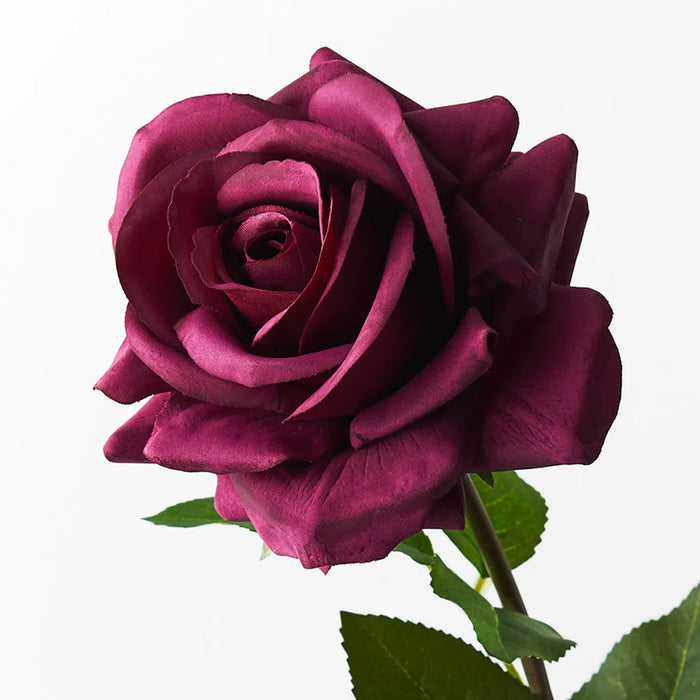 Rose Hannah Plum Purple 75cm Pack of 12