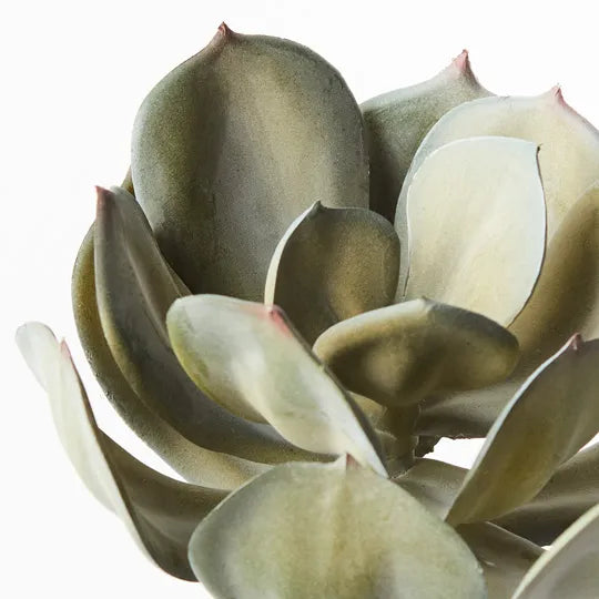 Echeveria Stem Grey 18cm Pack of 12