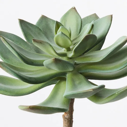 Echeveria Stem Green Red 15cm Pack of 12
