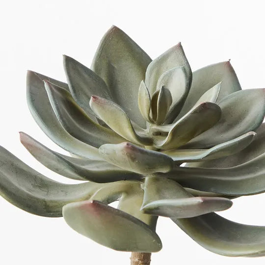 Echeveria Stem Grey 15cm Pack of 12