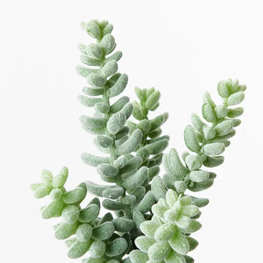 Sedum Sandflower Grey Green 20cm Pack of 12