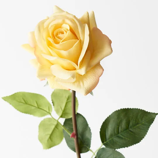 Rose Hannah Yellow 75cm Pack of 12