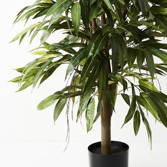 Longifolia Tree 120cm Pack of 2