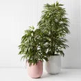 Longifolia Tree 120cm Pack of 2