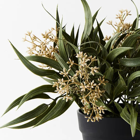 Eucalyptus Seed Bush in Pot Grey Green 33cm Pack of 6
