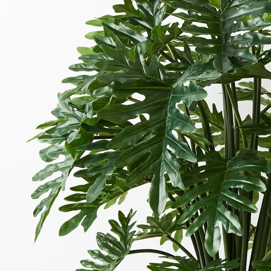 Philodendron Selloum Plant 120cm Set of 2