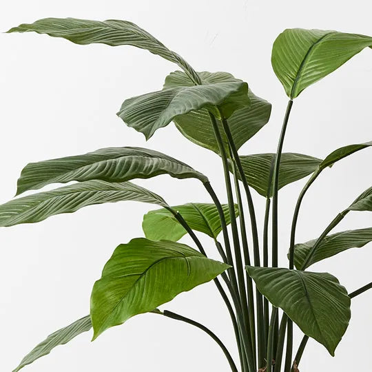 Spathiphyllum Leaf Plant 80cm Set of 2