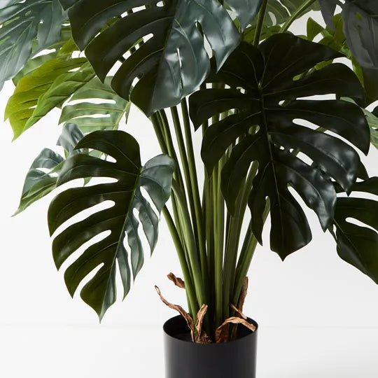 Monstera Plant Green 120cm Pack of 2