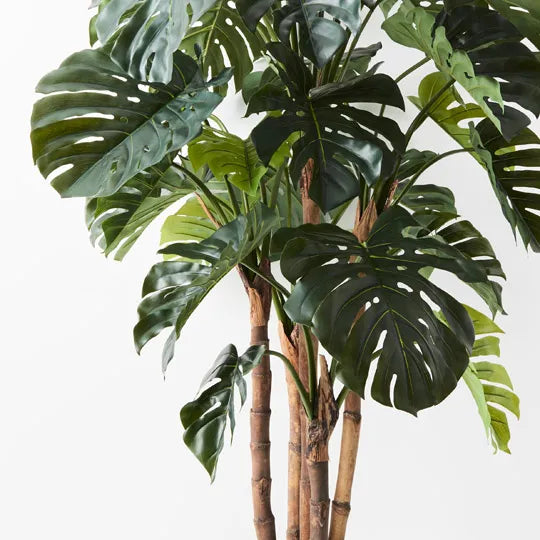 Monstera Tree Green 165cm Pack of 2