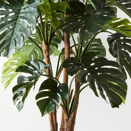 Monstera Tree Green 180cm Pack of 2