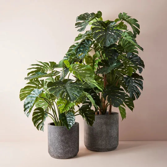 Monstera Tree Green 180cm Pack of 2