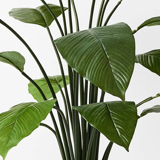 Spathiphyllum Leaf Plant 100cm Set of 2
