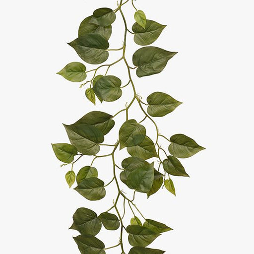 Philodendron Garland Green 182cm Pack of 6