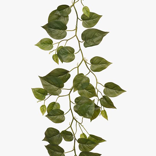 Philodendron Garland Green 182cm Pack of 6