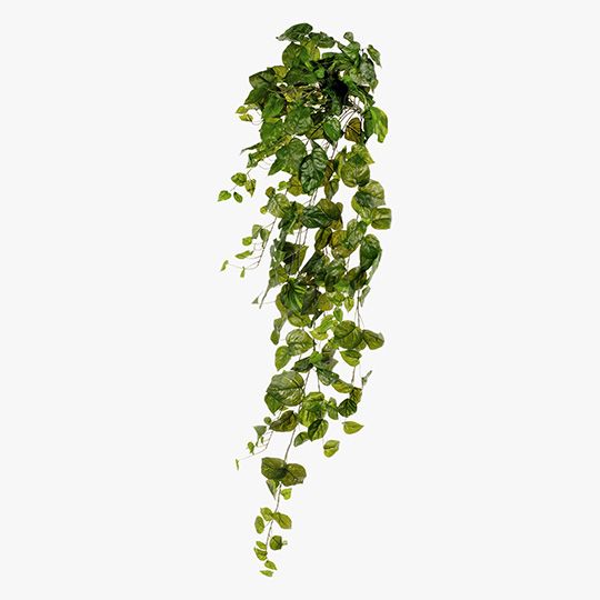 Pothos Hanging Bush Variegated 183cm Pack of 4