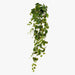 Pothos Hanging Bush Variegated 183cm Pack of 4