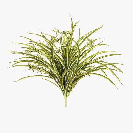 Spider Plant Bush Green White 55cm Pack of 6