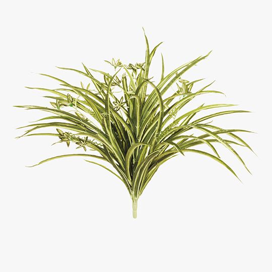 Spider Plant Bush Green White 55cm Pack of 6