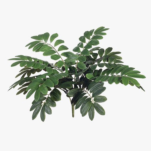 Curry Leaf Bush Green 58cm Pack of 6