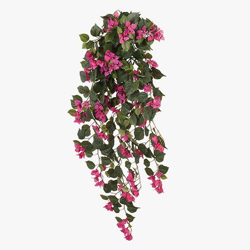 Bougainvillea Hanging Bush Fuschia 115cm Pack of 6