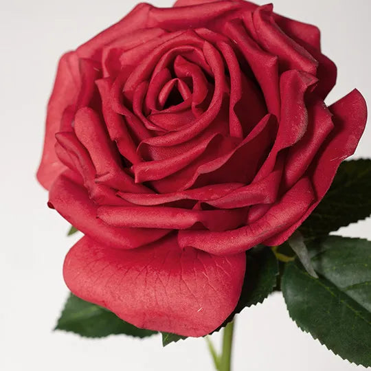 Rose Bella Red 37cm Pack of 12