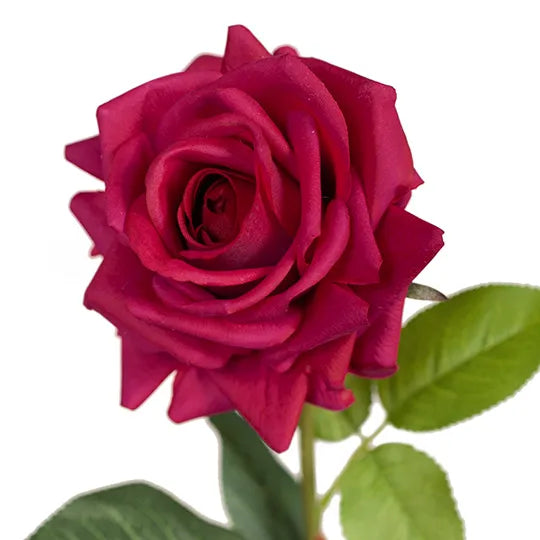 Rose Hannah Burgundy 75cm Pack of 12