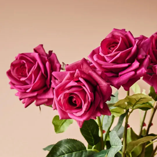 Rose Hannah Burgundy 75cm Pack of 12