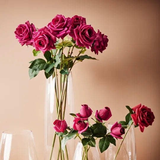 Rose Hannah Burgundy 75cm Pack of 12