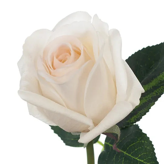 Rosebud Open Bella Ivory White 38cm Pack of 24