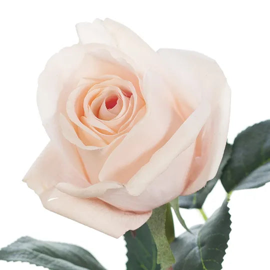 Rosebud Open Bella Soft Pink 38cm Pack of 24