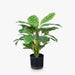 Calathea Plant Green 50cm Pack of 4