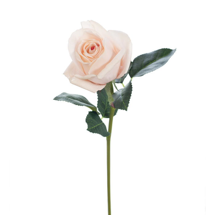 Rosebud Open Bella Soft Pink 38cm Pack of 24