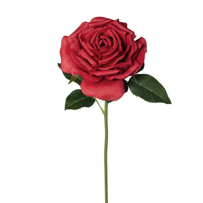 Rose Bella Red 37cm Pack of 12
