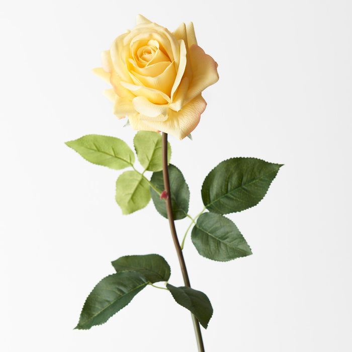Rose Hannah Yellow 75cm Pack of 12