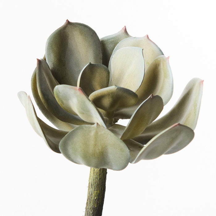 Echeveria Stem Grey 18cm Pack of 12
