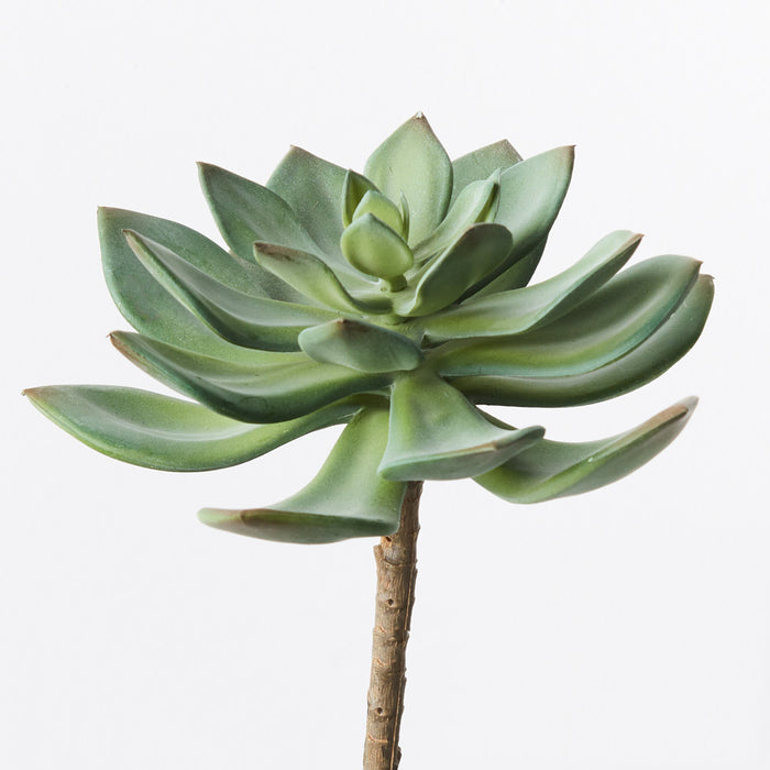 Echeveria Stem Green Red 15cm Pack of 12