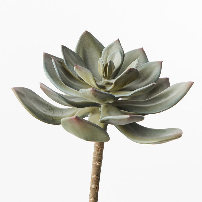 Echeveria Stem Grey 15cm Pack of 12