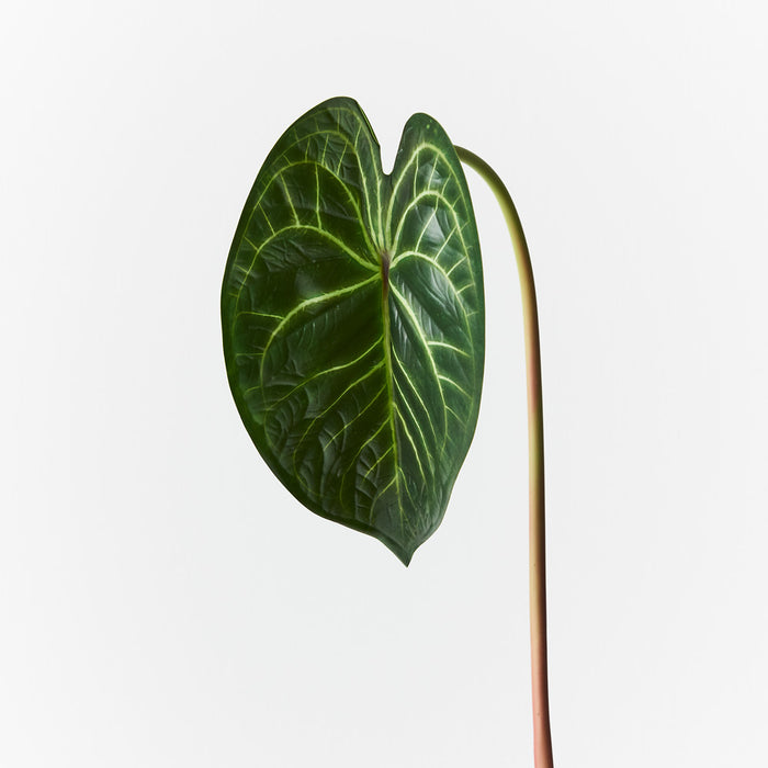 Anthurium Clarinervium Leaf Green 56cm Pack of 12