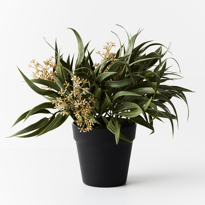 Eucalyptus Seed Bush in Pot Grey Green 33cm Pack of 6