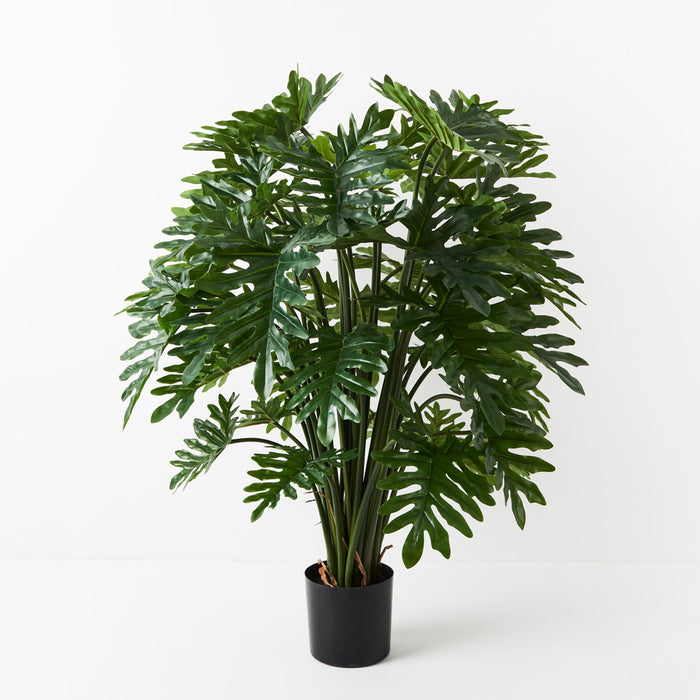 Philodendron Selloum Plant 120cm Set of 2