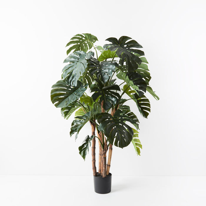 Monstera Tree Green 165cm Pack of 2